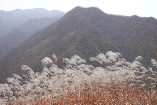 山与芦苇