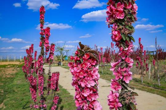 苹果花海棠花