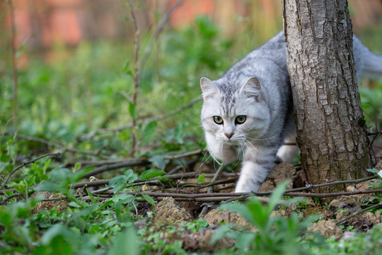 银渐层猫