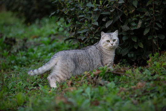 银渐层猫