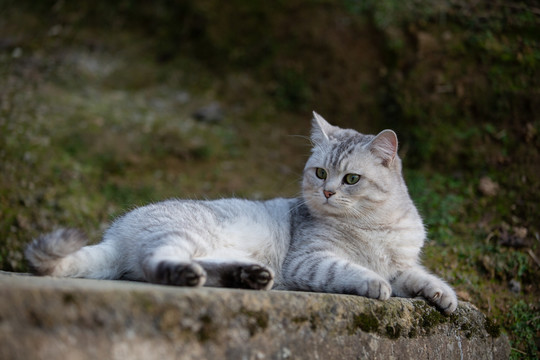 银渐层猫