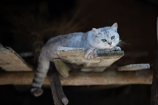 银渐层猫