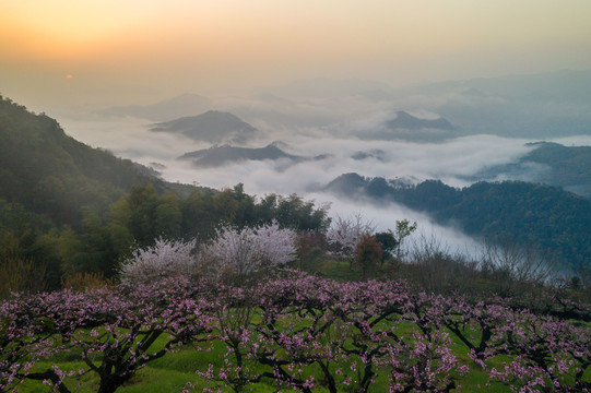 桃花