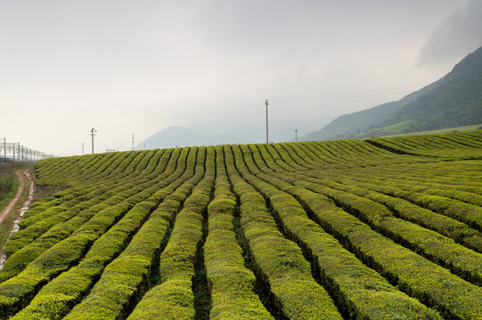 茶山