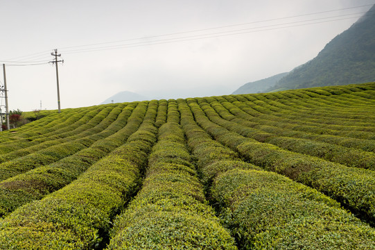 茶叶