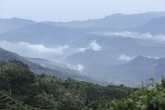 四川宜宾珙县鹿鸣茶场自然风光