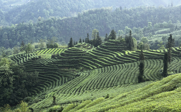 蜿蜒茶山自然风光