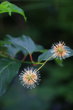 风箱树花卉