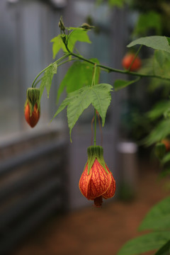 金铃花特写