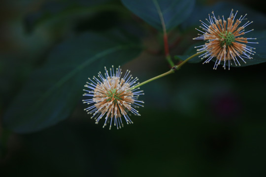 风箱树花卉特写