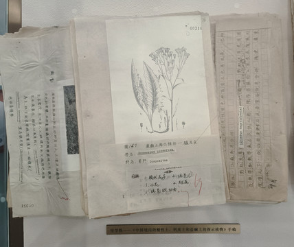 中国境内土壤指示植物手稿