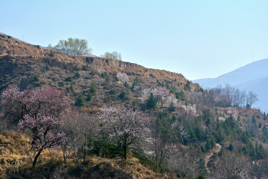 野杏春色