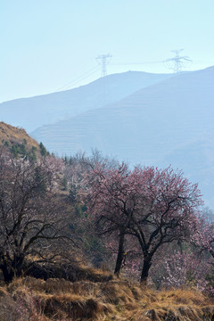 野杏春色