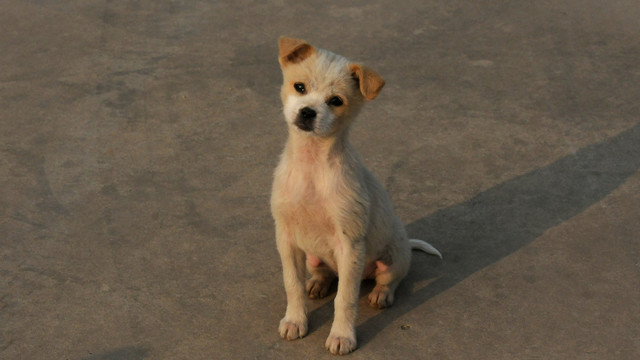 流浪犬