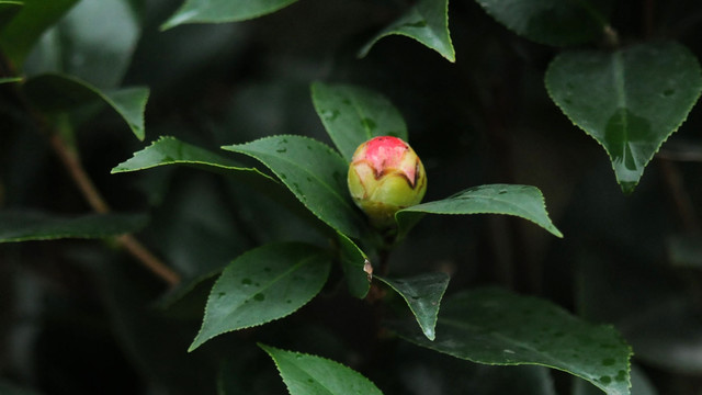 山茶花