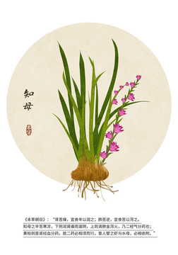中藥中草藥知母