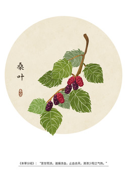 中藥中草藥桑葉