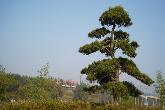 宜春花博园迎客松