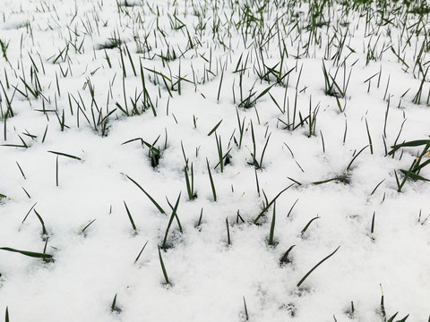 雪地小草