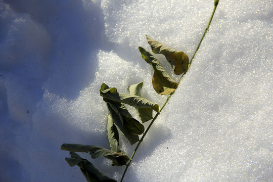 冬天的植物