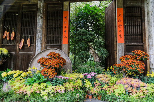杭州植物园菊花展