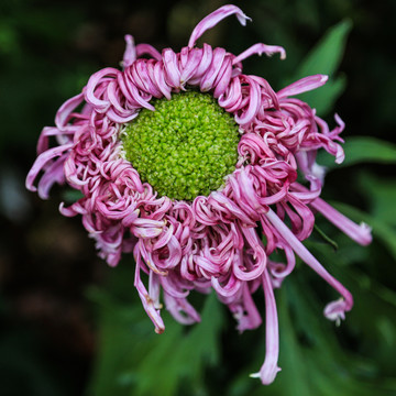 杭州植物园菊花展