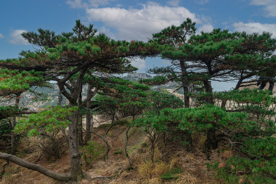 黃山風光