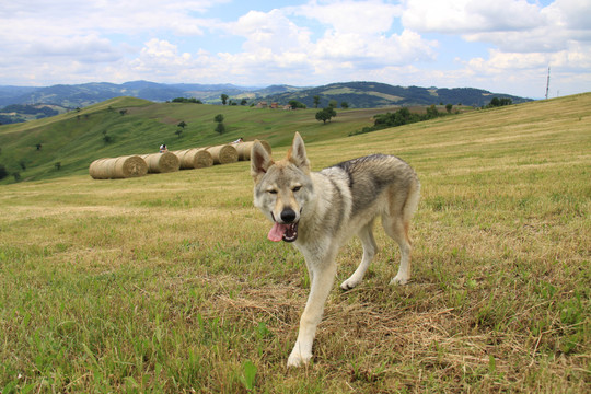 山坡上的捷克牧羊犬