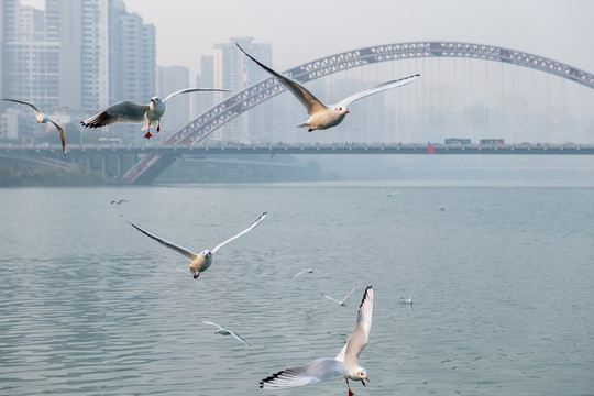 绵阳红嘴鸥