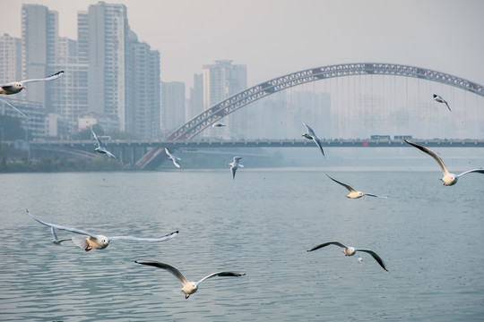 绵阳红嘴鸥