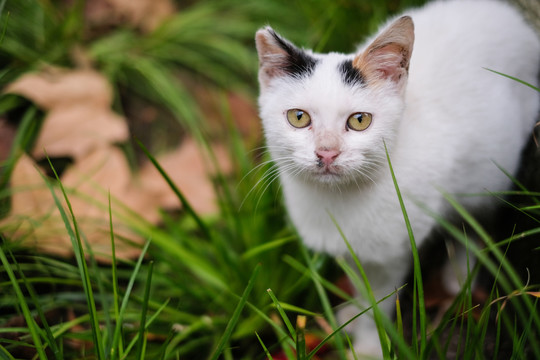 白色的流浪猫