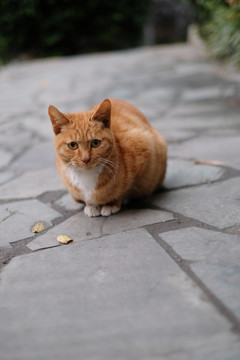 流浪猫橘猫