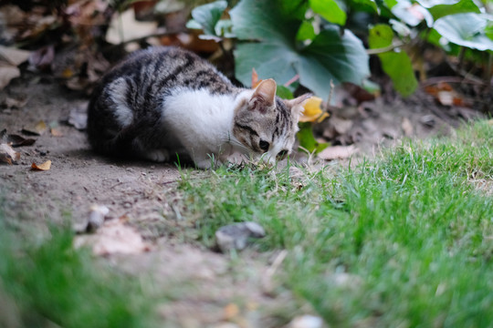 流浪小猫咪梨花猫