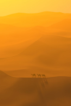 夕阳下的骆驼队走在沙漠中