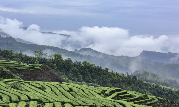 宜宾珙县鹿鸣茶场茶山风光