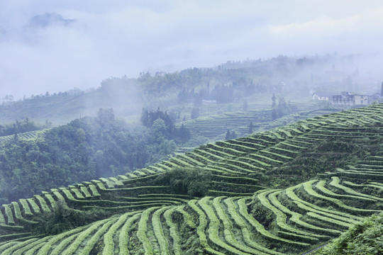 蜿蜒茶山云雾缭绕水墨茶山