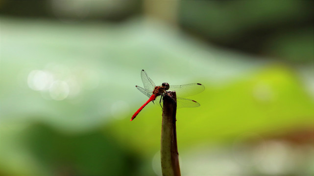 红蜻蜓