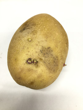 發芽的土豆