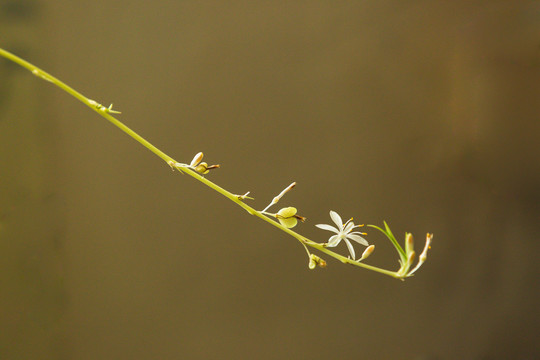 吊兰花