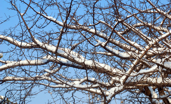 雪压树枝