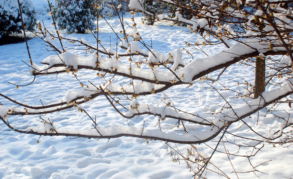 雪压梅枝