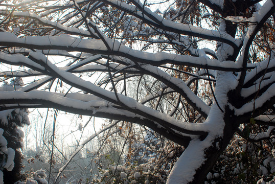 雪压树枝