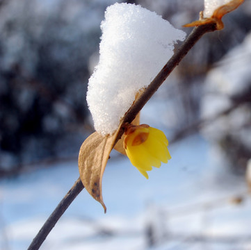 雪压梅花