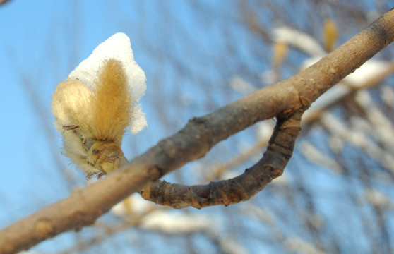 雪压玉兰花苞