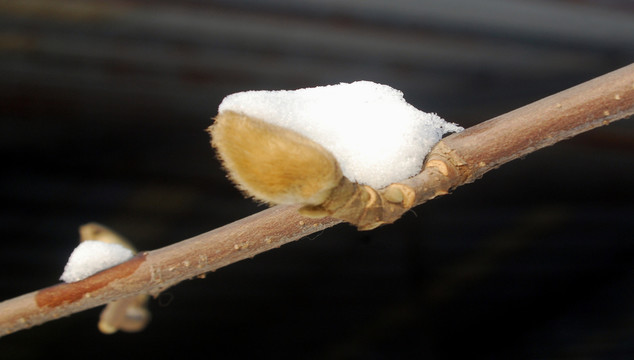 雪压玉兰花苞