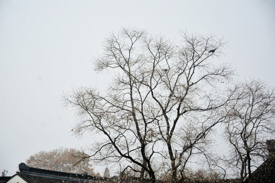 冬天树枝