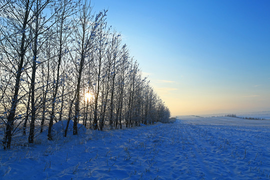 农田防护林雪景暮色