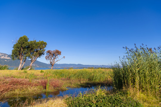星海半岛湿地