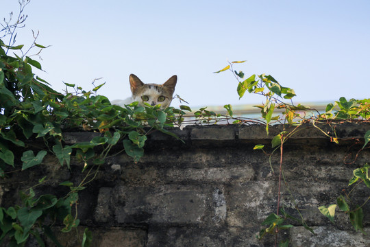 宠物小猫