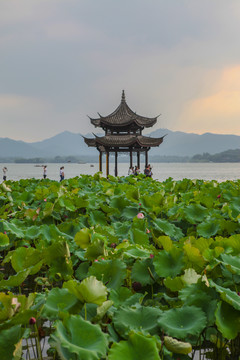 西湖风光集贤亭